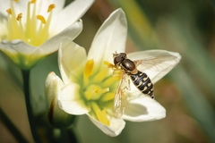 Toxomerus vertebratus