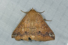 Ericeia inangulata