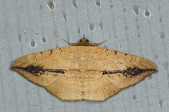 Hulodes donata