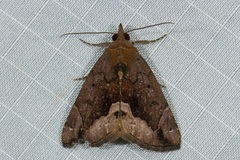 Hypena telamonalis