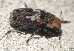 Euparius paganus