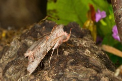 Hyperlopha discontenta