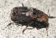 Euparius paganus