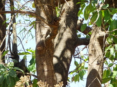 Madhuca longifolia latifolia