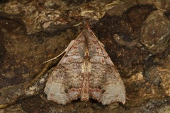 Hyperlopha discontenta