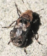 Euparius paganus