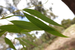 Eucalyptus radiata radiata