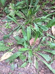 Plantago lanceolata