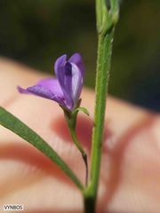 Psoralea laxa