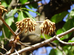 Madhuca longifolia latifolia