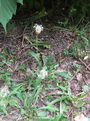 Plantago lanceolata