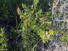 Cliffortia ferruginea