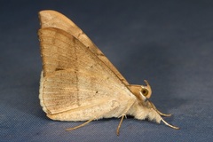Oxyodes scrobiculata