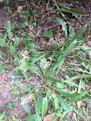 Plantago lanceolata