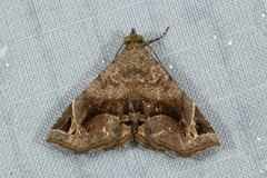 Pangrapta parsimonalis