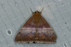 Parallelia calefaciens