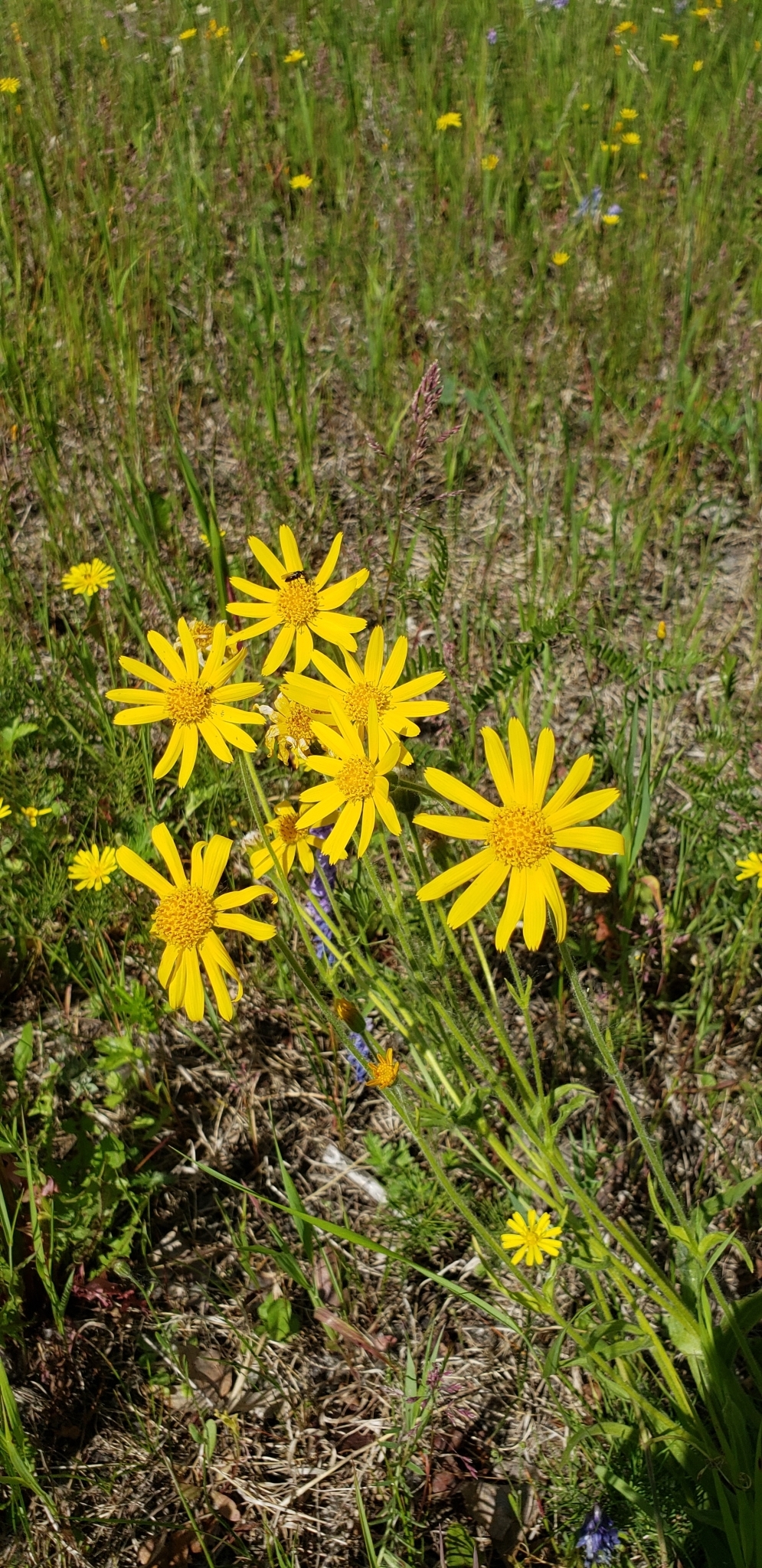 Arnica Angustifolia Subsp Angustifolia