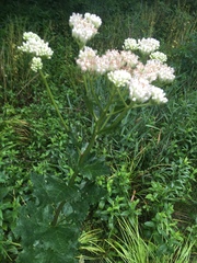 Arnoglossum reniforme