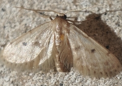 Idaea bonifata