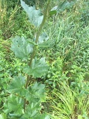 Arnoglossum reniforme