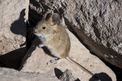 Auliscomys boliviensis