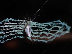 Cyclosa confraga