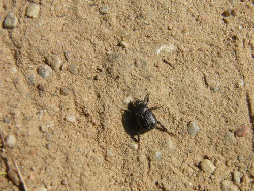 Žolinis Grambuoliukas