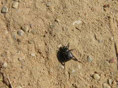 Hoplia graminicola