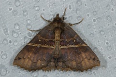 Sypnoides infernalis