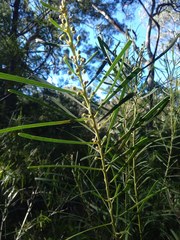 Acacia elongata