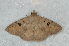 Ugia signifera