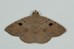 Ugia signifera