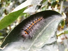Lepidoptera