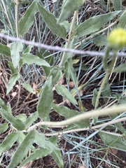 Helianthus nuttallii
