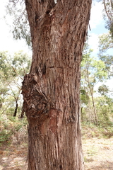 Eucalyptus radiata radiata