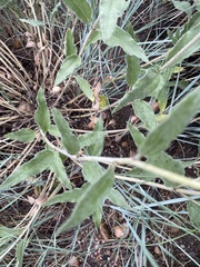 Helianthus nuttallii