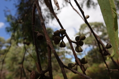 Eucalyptus radiata radiata