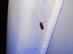 Ischnoptera bilunata