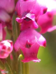 Erica rhopalantha