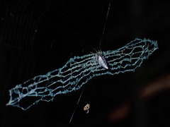 Cyclosa confraga