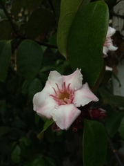 Strophanthus gratus