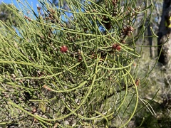 Allocasuarina humilis
