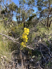 Acacia nervosa