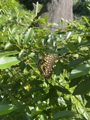 Graphium doson postianus