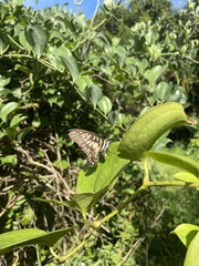 Graphium doson postianus