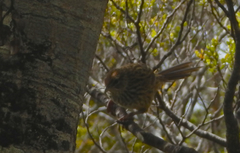 Poodytes punctatus punctatus