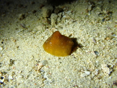 Lamellariinae