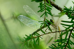 Octogomphus specularis