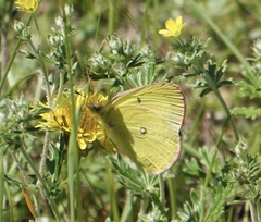 Colias interior