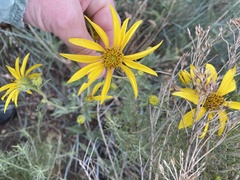 Helianthus nuttallii